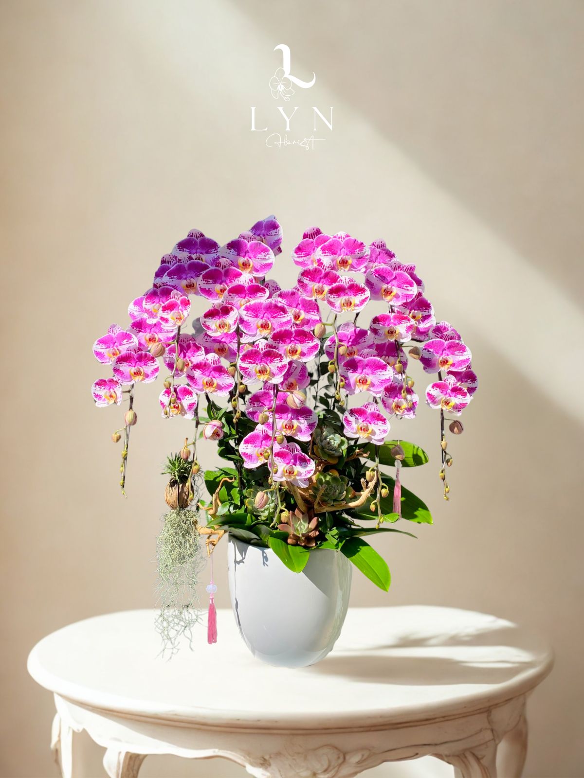 Chậu Hoa Lan Hồng Đột Biến 